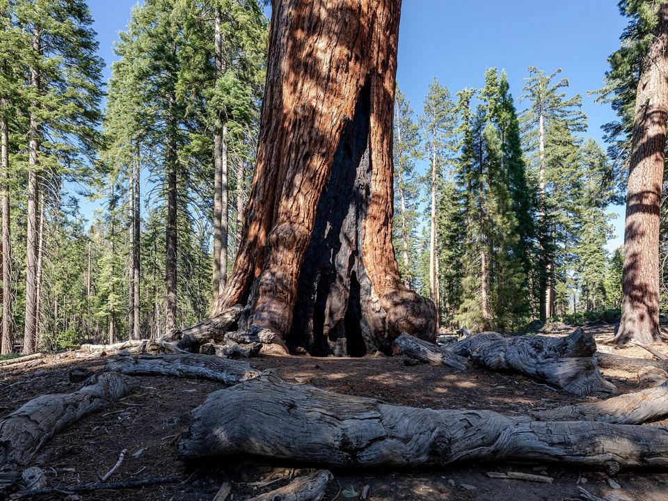 Giant sequoias in the Mariposa Grove
